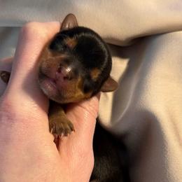 Tiny Tiara AKC - Black and tan female Yorkshire Terrier puppy in Hope, Indiana from DJ Yorkies
