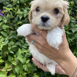 Cavapoo and Havapoo Puppies from Perfectly Playful Doodles