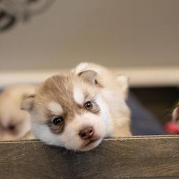Siberian Husky Puppies from North River Siberians