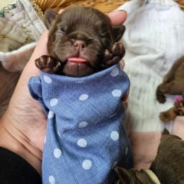 Little boy blue - Brown male Brussels Griffon puppy in Welch, Minnesota from Baringer Brussels
