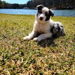 Border Collie Puppies from BC Dogs at the Rodgers