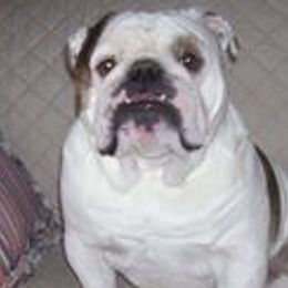 Bulldogs from Lin's Bulldogs