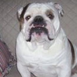 Bulldogs from Lin's Bulldogs