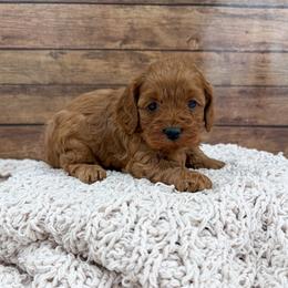 Rain - Golden female Cockapoo puppy in Beresford, South Dakota from DAKOTA DOOD RANCH