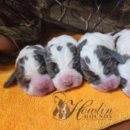 Clover - Blue and white female Basset Hound puppy in Surprise, Arizona from Howlin Hounds