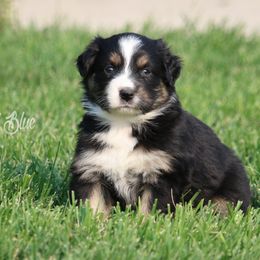 Australian Shepherd, Miniature American Shepherd, and Miniature Australian Shepherd Puppies from Painted Blue Aussies