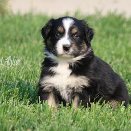 Australian Shepherd, Miniature American Shepherd, and Miniature Australian Shepherd Puppies from Painted Blue Aussies