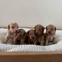 Female Puppy 2 - Apricot female Goldendoodle puppy in Modesto, California from Central Valley Canine Companions