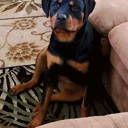 Rottweiler Puppies from Gottlïchen Rottweilers