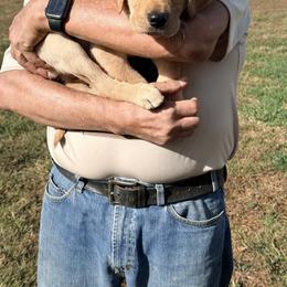 Boy 1 - Yellow male Labrador Retriever puppy in Stafford, Virginia from Debandles Kennels