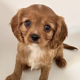 Cavalier King Charles Spaniel Puppies from Sweet Southern Cavaliers