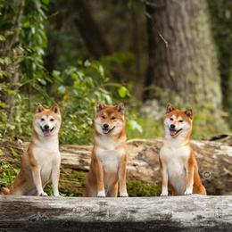 Shiba Inu from Lee-Fen Acres