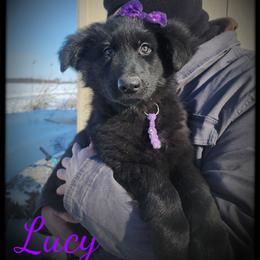 Lucy - Black female German Shepherd puppy in Fort Jennings, Ohio from Von Holtzapple German shepherds