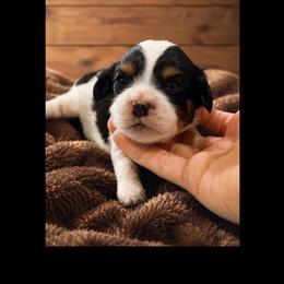 Briar - Tri-color female Cavapoo puppy in Battle Lake, Minnesota from Panda Puppies