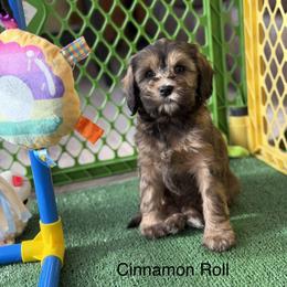 Cinnamon Roll - Parchment female Australian Labradoodle puppy in Londonderry, New Hampshire from Granite State Labradoodles