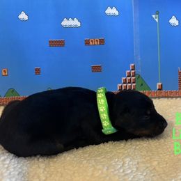 Yoshi - Black and rust male Doberman Pinscher puppy in Ohio from The Dober Den