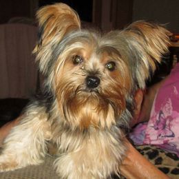 Park - Yorkshire Terrier