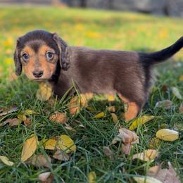 Boy 1 - Chocolate and tan male Dachshund puppy in Terreton, Idaho from BM Mini Doxies