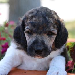 Molt - Brindle male Poodle puppy in Ephrata, Washington from NCR Ranch