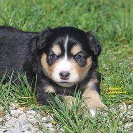 Spoof - Black tri female Miniature American Shepherd puppy in Hillsdale, Michigan from Faithwalk Aussies and Mini American Shepherds