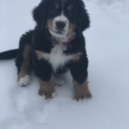 Bernese Mountain Dog Puppies from Cole Shanholtz's Bernese Mountain Dogs