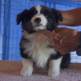 Girl 4 - Black female Border Collie puppy in Farmersville, Texas from Omegamtn Border Collies