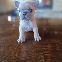 Boy 3 - Blue male French Bulldog puppy in Crane, Missouri from James River French Bulldogs