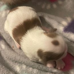 Girl 3 - Red and white female Shih Tzu puppy in Troy, Texas from Smith Shih Tzu