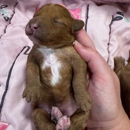 Mira - Red female Cavapoo puppy in Goshen, Utah from Perfect Pawzabilities