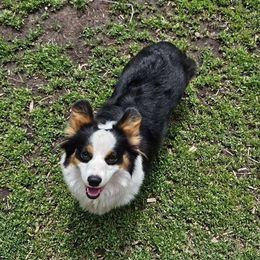Sophie - Pembroke Welsh Corgi