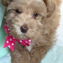 Miniature Schnauzer Puppies from Valley View schnauzers