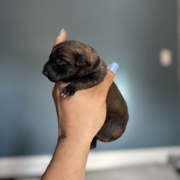Dread- black - Fawn sable female Belgian Malinois puppy in North Carolina from Furia Ignis Belgian Malinois