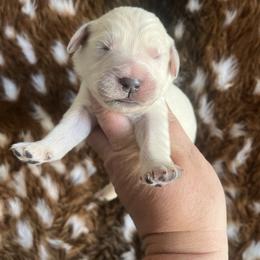 Light blue - Light golden male Golden Retriever puppy in Jesup, Georgia from Painted Platinum Retrievers (Painted Platinum Kennel) PPK