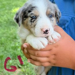Girl 1 - Blue merle female Border Collie puppy in Rural Retreat, Virginia from Hidden Acres Farm Corgis & Border Collies