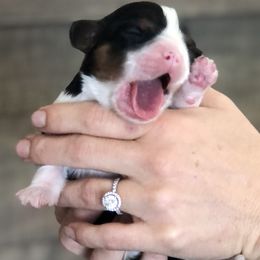 Cavalier King Charles Spaniel Puppies from SoCalCavaliers