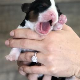 Cavalier King Charles Spaniel Puppies from SoCalCavaliers