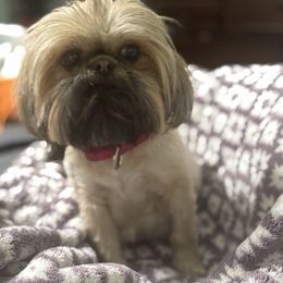 Rue - Shih Tzu
