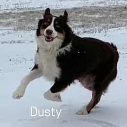 Dusty - Australian Shepherd