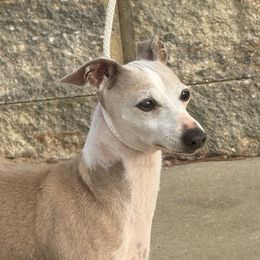 Legacy - Italian Greyhound