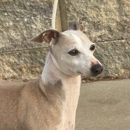 Legacy - Italian Greyhound