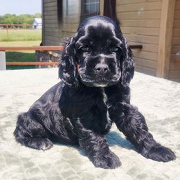 Orange Girl - Black and white female Cocker Spaniel puppy in Beggs, Oklahoma from Southern Country Cockers