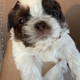 Red - Tricolor male Shih Tzu puppy in Bullhead City, Arizona from Arizona Shih Tzu Land