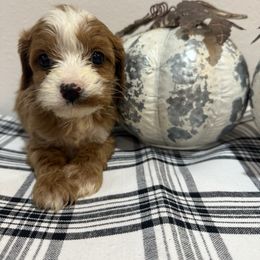 Cavapoo - Apricot male Cavapoo puppy in Bloomfield, Iowa from Schooley Doodles