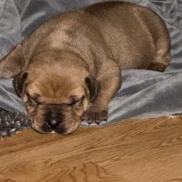 Blue collar male - Red male Boerboel puppy in Rockford, Illinois from Adoraboerboels