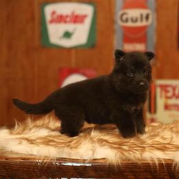 Vader - Bi-color male German Shepherd puppy in Philippi, West Virginia from Vom Haus Highlands