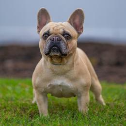 Luna - French Bulldog