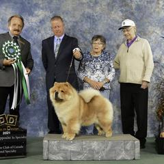 Queen Bee - Chow Chow