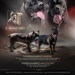 Cane Corso puppies from Catanzaro Cane Corso