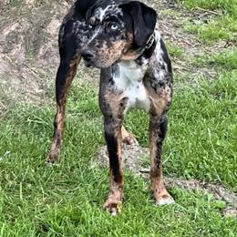 Alpine - Catahoula Leopard Dog