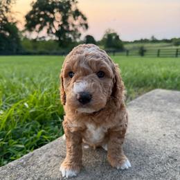 Boy 2 - Red  male Goldendoodle puppy in Wilmore, Kentucky from Central Kentucky Goldendoodles